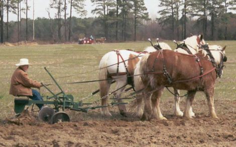 Plow Horse Days Catching on in Rocky Mount, North Carolina Image